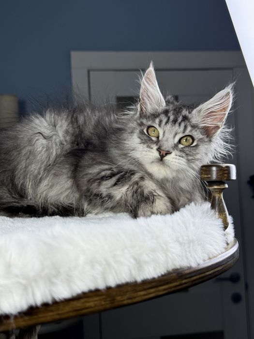 Выразительной внешности мальчик мейн кун 3.5 месяца