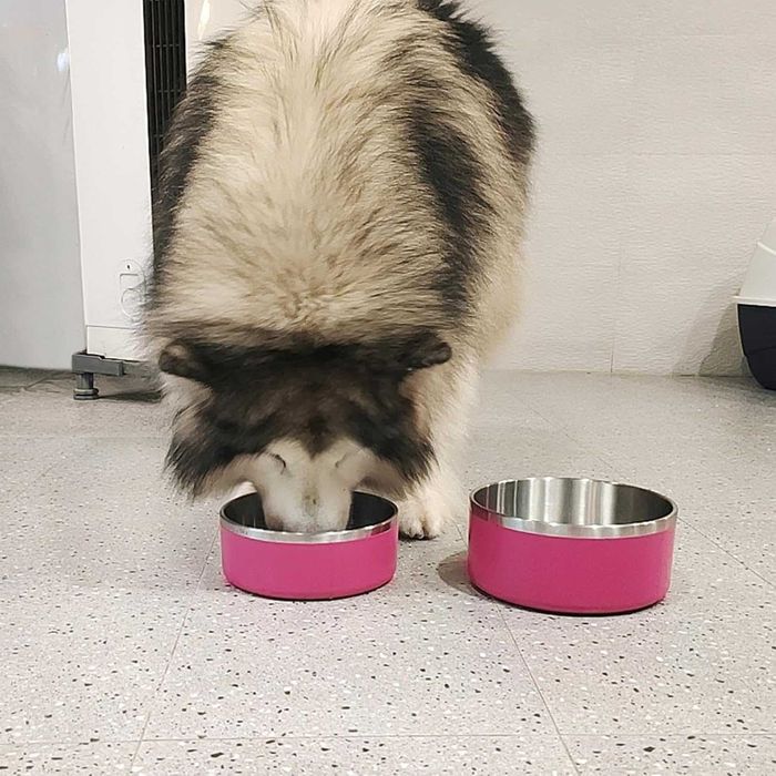 Miska Nierdzewna Dla Psa Kota Na Karmę Wodę 1,2l Jakość