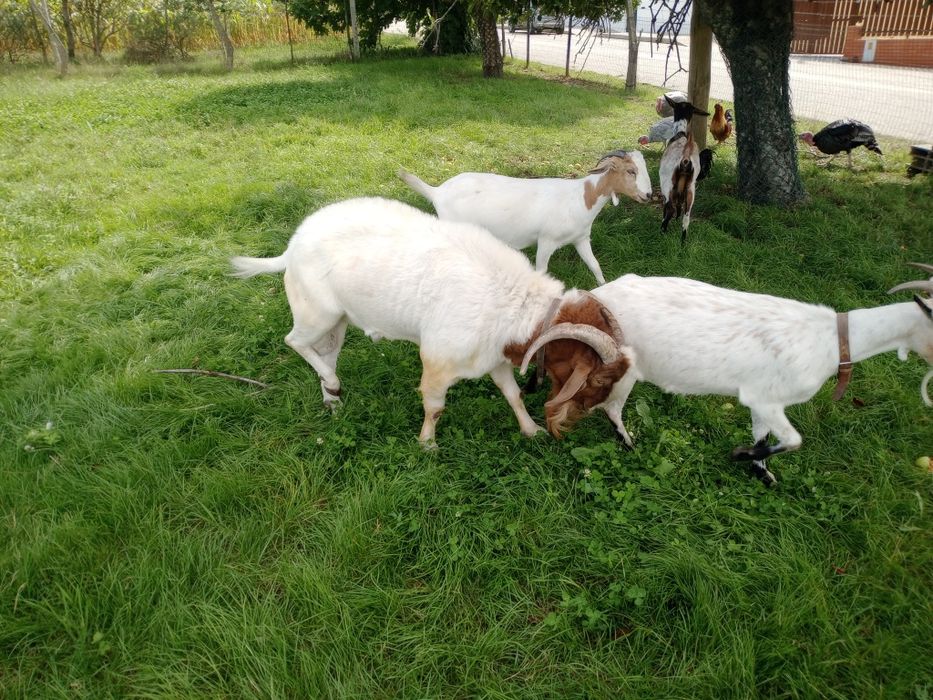 Cabrito cruzado Boer.