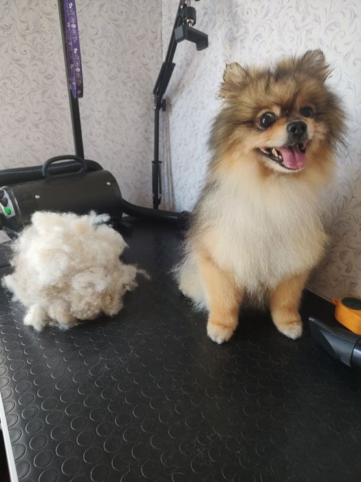 Грумер ліцензований.