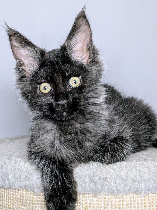 Мейн-кун дівчинка ns