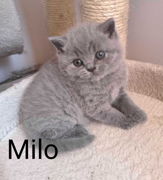 KOCUREK brytyjski krótkowłosy ElGato M&A