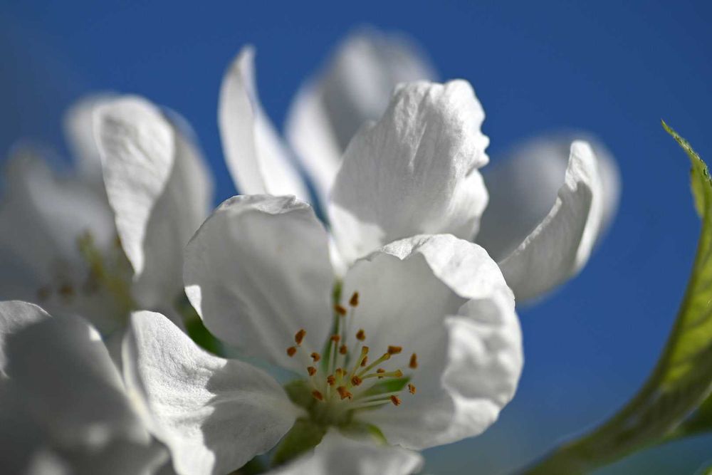 MF Tokina AT-X 90/2.5 macro – легендарна Бокіна байонет Canon FD