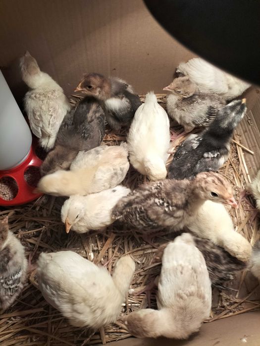 Indyki pisklęta staropolskie.