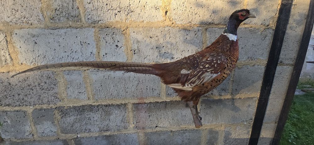 Bażant wypchany, wyprawiony