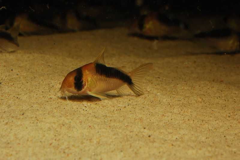 Kiryski CW106 Corydoras sp. 5-5,5cm WF odłów