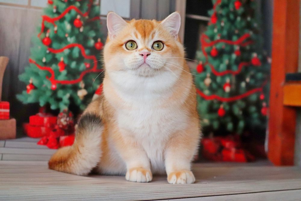 Куинси мальчик золотая шиншилла