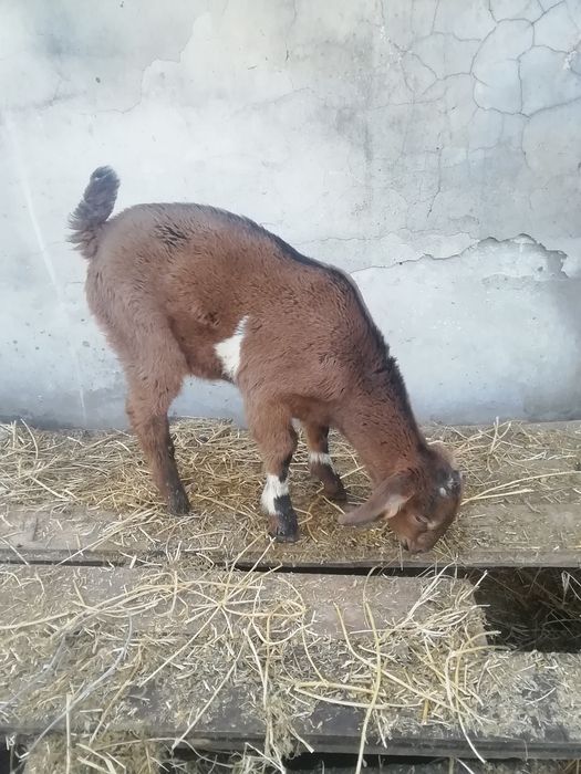 Племенной козлик