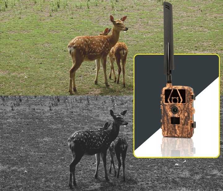 Kamera leśna FOTOPUŁAPKA na kartę SIM aplikacja GSM myśliwska IR LTE