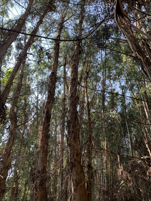 Vendo madeira em pé, bons acessos!