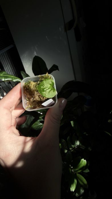 Anthurium Butterfly x Red Dark Phoenix