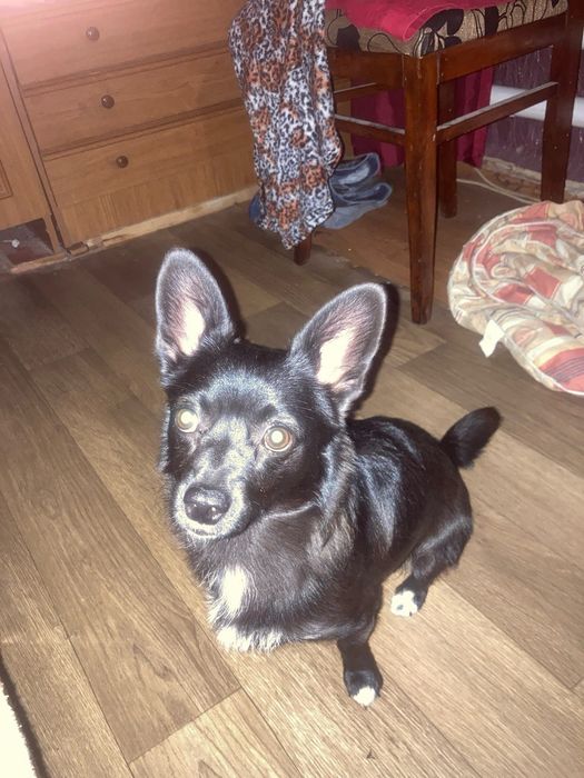 Вязка кабеля. Красавчик ищет сучечку)