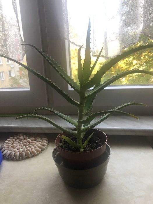 Aloes leczniczy drzewiasty,  50 zł