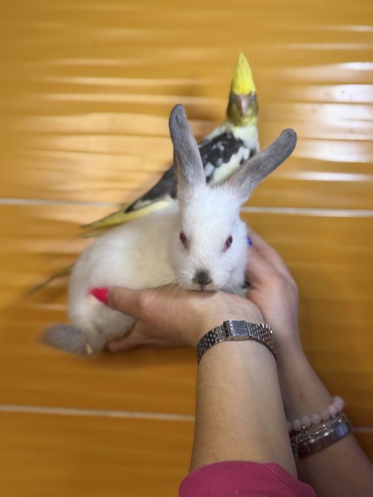 Декоративний карликовий кролик, ручні кроленята
