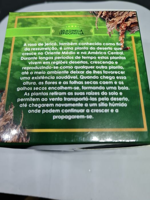 Rosa de Jericó em caixa com oração