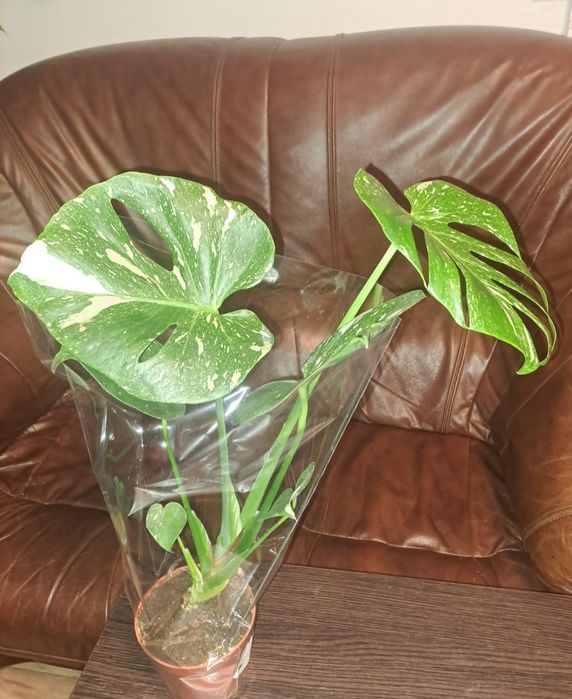 Piękna duża Monstera thai constellation
