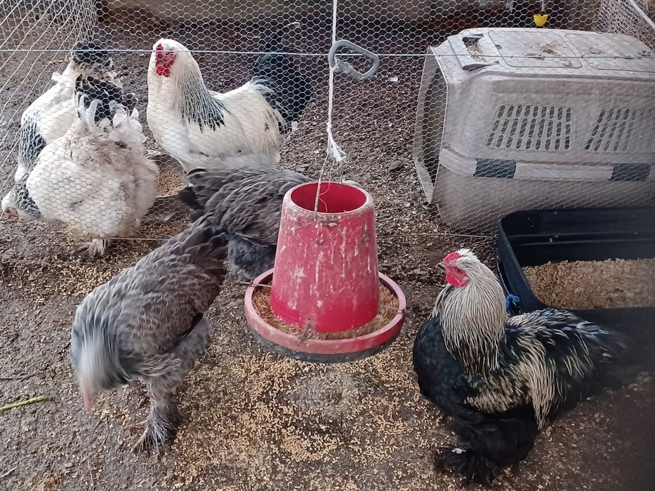 Ovos  brahma light galados