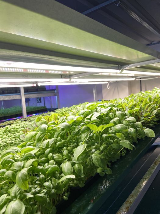 Фитосветильник Samsung LM301H Evo  – 30 ватт