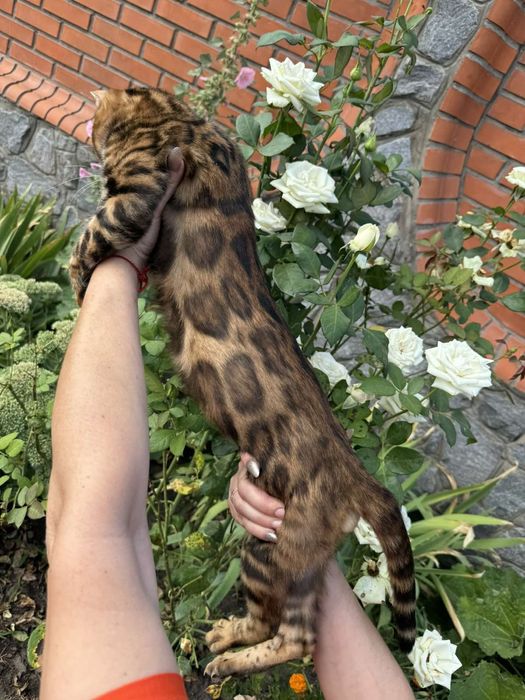 Бенгальский кот Бенгал вязка