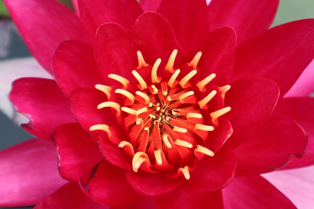 Vendo Canon esos M50 mark ii