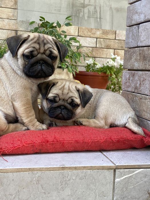 Хлопчик для найкращої родини