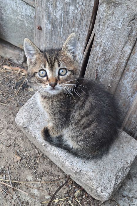 Кошенята в добрі руки