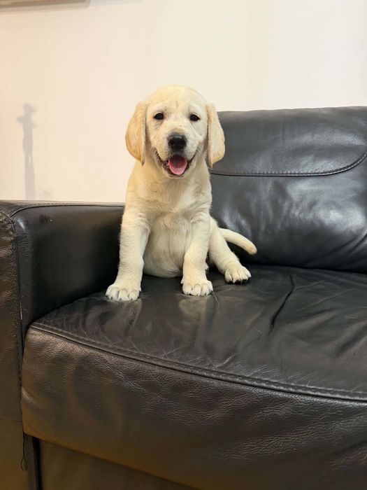 Labrador śliczny piesek gotowy do odbioru.