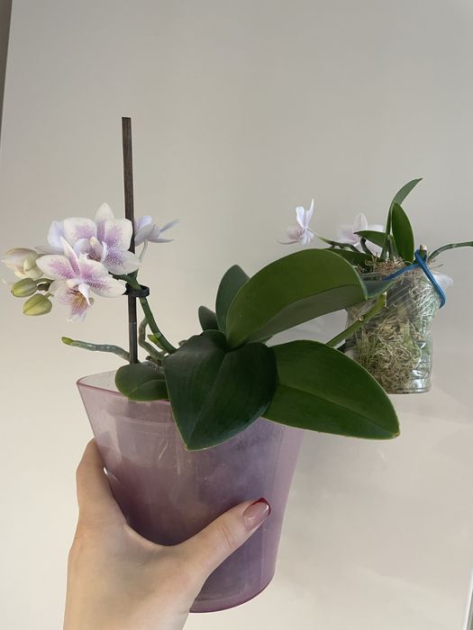 Soga Bianca сортова орхідея з 2 дітками