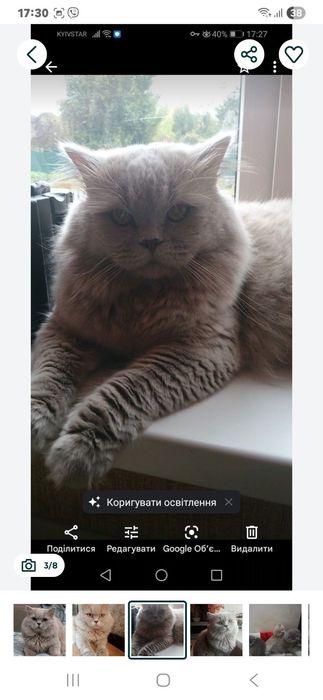 В'язка Шотландський прямоухий