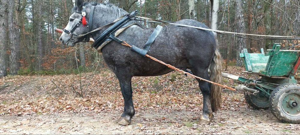 Ogierek zimnokrwisty