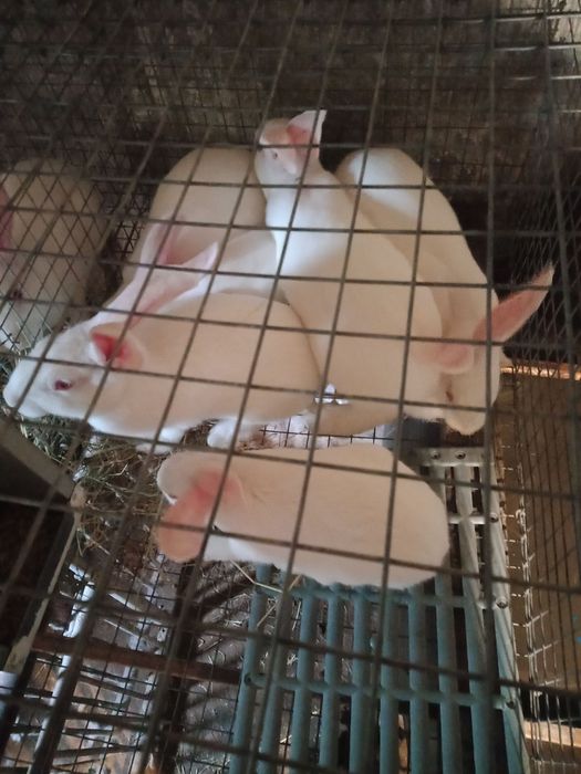 Кролі самки термонці