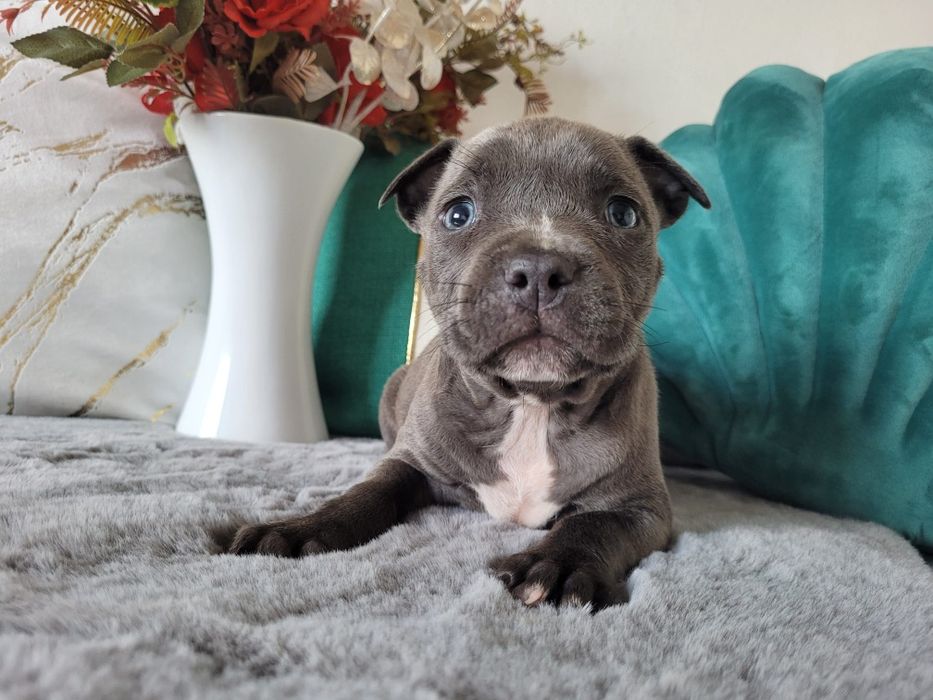 Urocza suczka Amstaff!