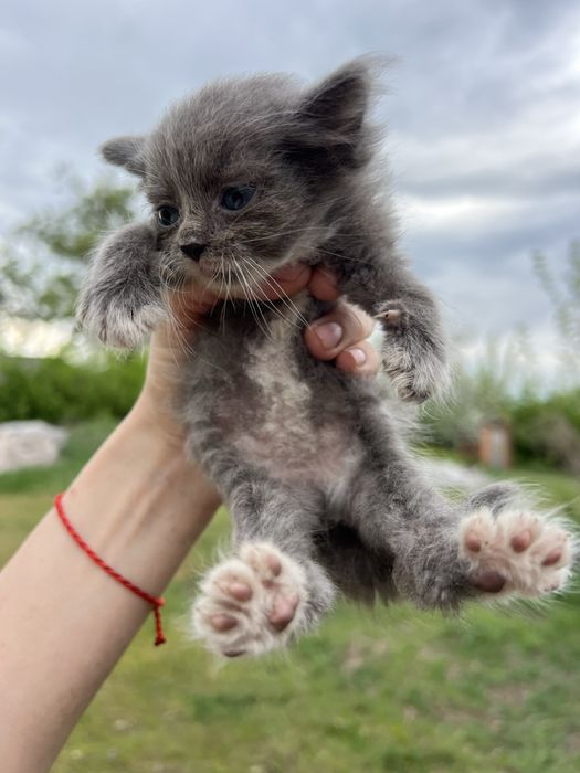 Віддамо кошенят в добрі руки