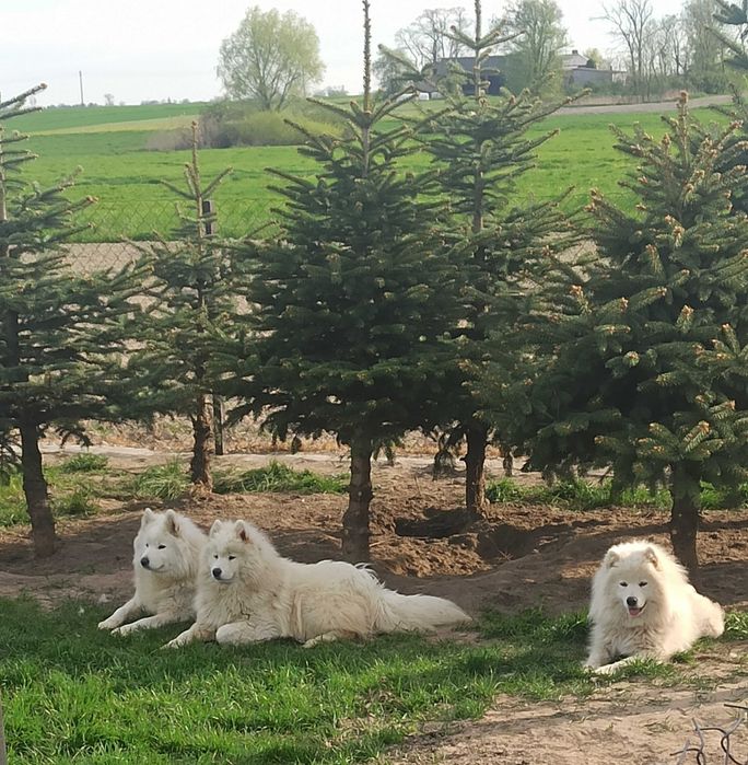 Sunia samojed/samoyed