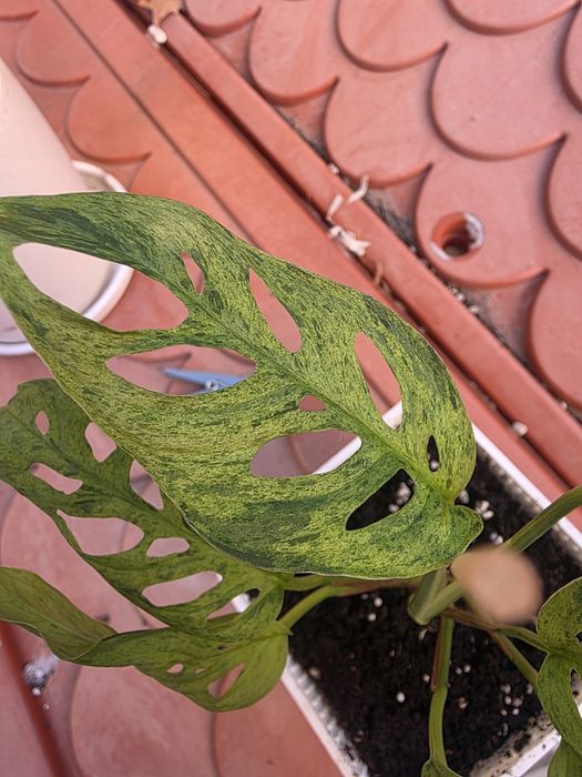 Monstera Adansonii Bulbasaur
