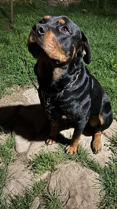 Злучка, смт.Верхнє Синьовидне. Вязка собак, ротвейлер