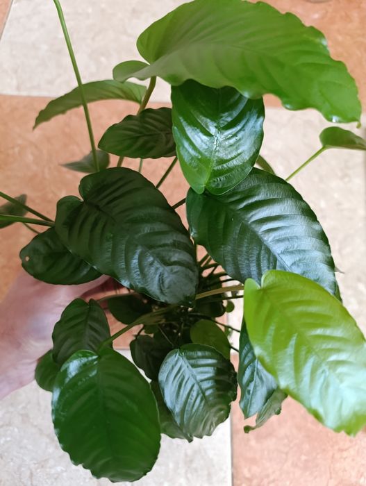 Рослина анубіас для акваріума