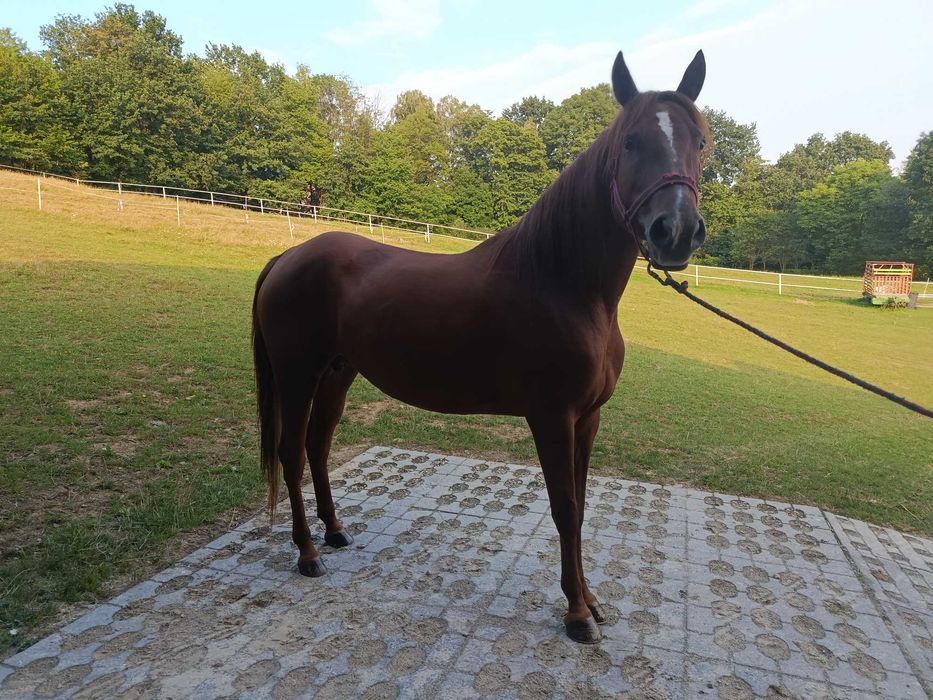 Sprzedam klacz rasy quarter horse