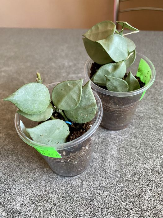 Хойя Фінлайсоні/Ескімо/Ваєтті/Дисхидія