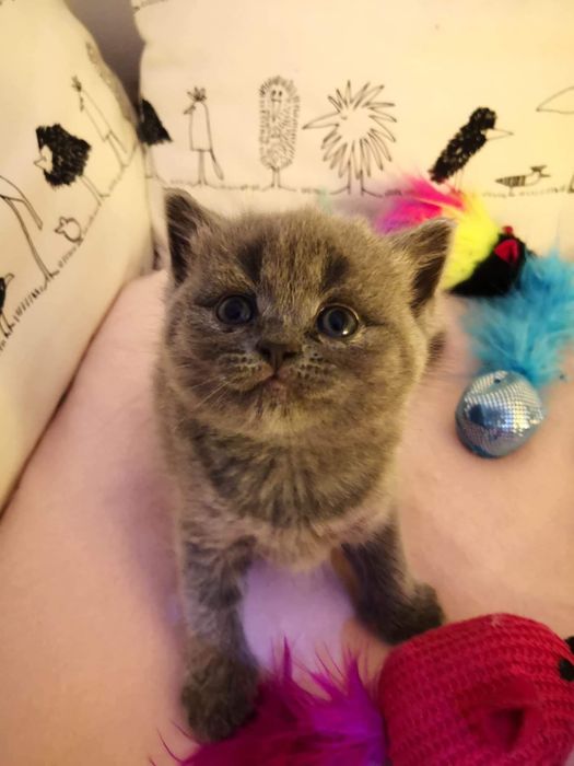 kotka brytyjska krótkowłosa