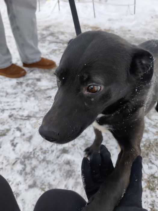 Gratka sunia do adopcji