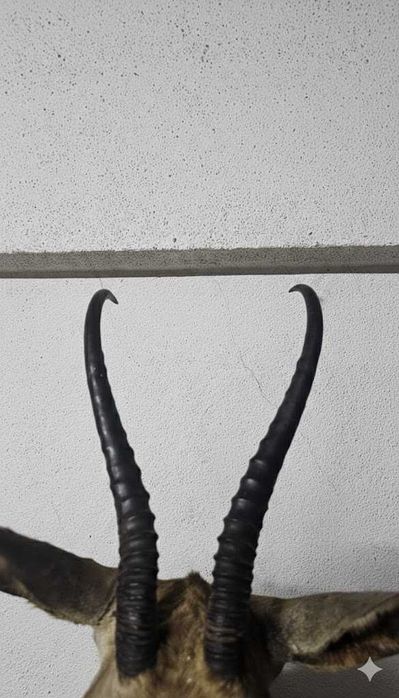Troféu de Cabra de de Leque