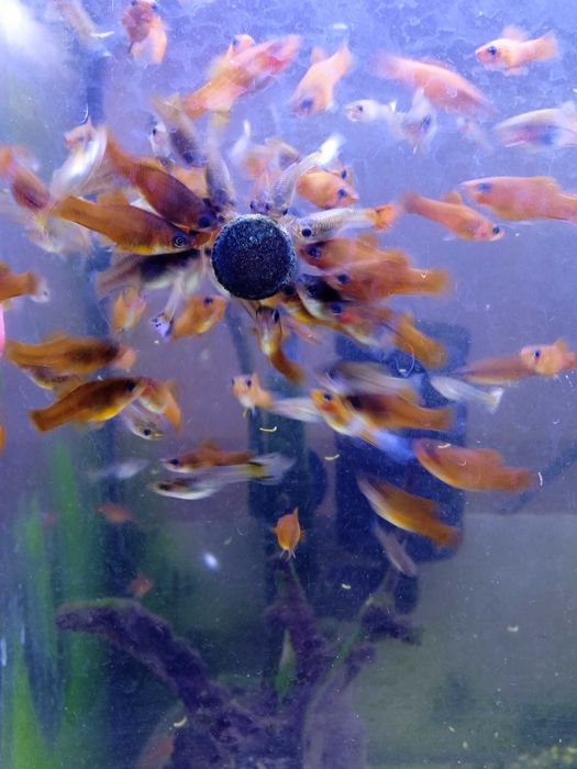 Mieczyki czarne (rzadkość) i czerwone-3zł szt