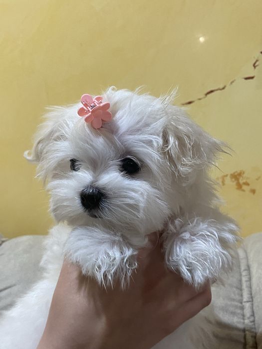 Цуценята Мальтезе Міні