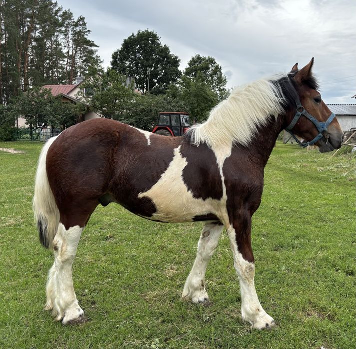 Sprzedam Ogierki Zimnokrwiste!!