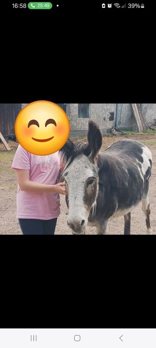 Osioł - oślica srokata