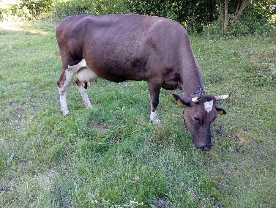 Продається добра спокійна корівка . Заготовачам прохання не дзвонити .