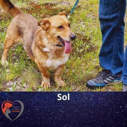 Sol-do adopcji schronisko Jasionka