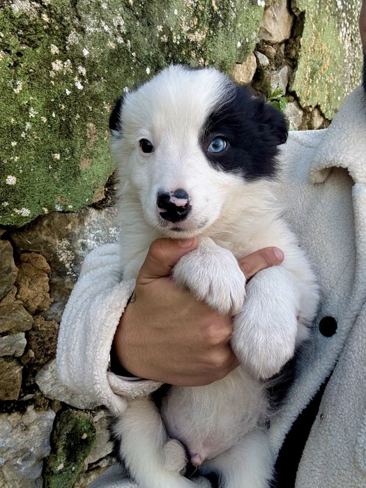 Excelente menio border collie olho azul