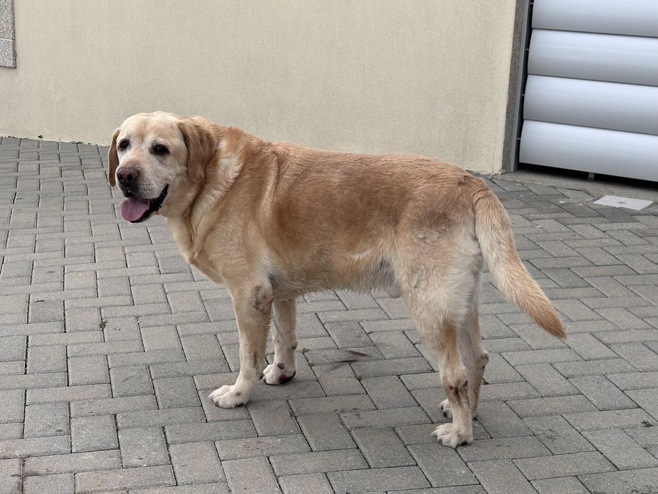Labrador Retriever LOP e Afixo - castanho